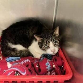 Domestic Short Hair Cats Available for Adoption - Bernard | PetCurious