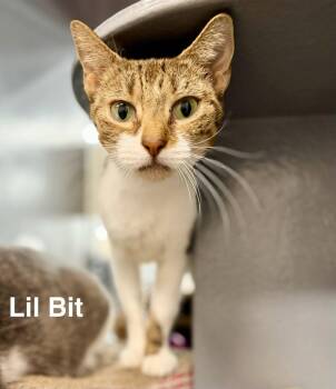 Lil Bit -  Domestic Short Hair and Tabby Cat for Adoption in St. Cloud, Florida - Lil Bit | PetCurious