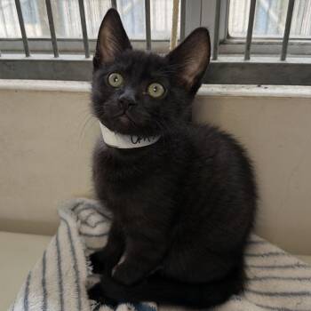 Linus -  Domestic Short Hair Cat for Adoption in Goleta, California - Linus | PetCurious