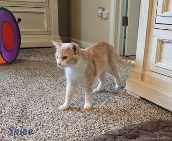 Domestic Short Hair Cats Available for Adoption - Spice | PetCurious