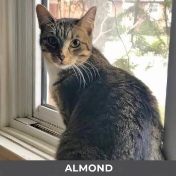 Domestic Short Hair Cats Available for Adoption in Toronto, Ontario - Almond | PetCurious