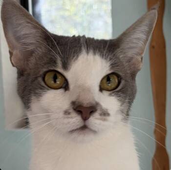 Nani -  Domestic Short Hair Cat for Adoption in Sonora, California - Nani | PetCurious