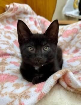 Bear -  Domestic Short Hair Cat for Adoption in Medina, Ohio - Bear | PetCurious