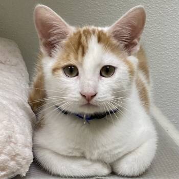 Rescue Domestic Short Hair Cats for Adoption in Greensboro, Georgia - Forest | PetCurious