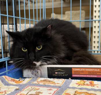 Digby -  Domestic Medium Hair and Tuxedo Cat for Adoption in Columbia, South Carolina - Digby | PetCurious