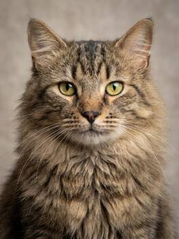 Tomas -  Maine Coon and Tabby Cat for Adoption in Walnut Creek, California - Tomas | PetCurious