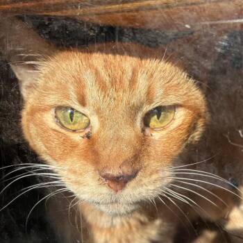 Lisa -  Domestic Short Hair Cat for Adoption in Philadelphia, Pennsylvania - Lisa | PetCurious