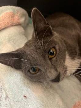 Domestic Short Hair Cats Available for Adoption - Luna | PetCurious