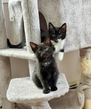 Yoshi AND Yuki -  Domestic Short Hair Cat Available for Adoption in Rochester, New Hampshire - Yoshi AND Yuki | PetCurious