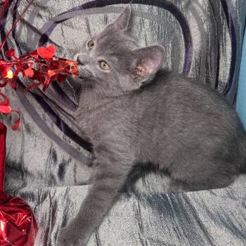 Cosette Pasadena 56460 -  Russian Blue and Domestic Short Hair Cat for Adoption in Eaton Rapids, Michigan - Cosette Pasadena 56460 | PetCurious