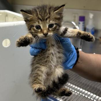 Noodles -  Domestic Short Hair Cat for Adoption in Galveston, Texas - Noodles | PetCurious