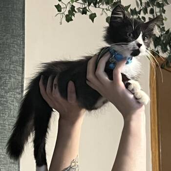 Toast -  Domestic Long Hair Cat for Adoption in Manhattan, Kansas - Toast | PetCurious