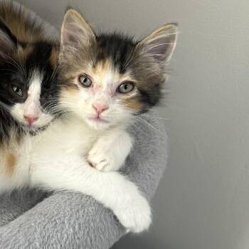 MM Farm Peaches -  Domestic Medium Hair Cat for Adoption in Potomac, Maryland - MM Farm Peaches | PetCurious