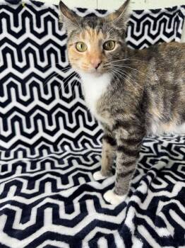Galaxy -  Domestic Short Hair Cat for Adoption in Valdosta, Georgia - Galaxy | PetCurious