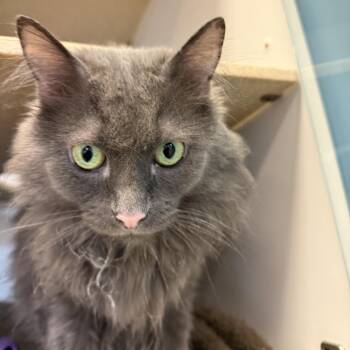 Domestic Long Hair Cats Available for Adoption in Park City, Utah - Umami | PetCurious