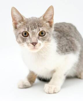 Clover is cuter than cute - so friendly happy - OLD ENOUGH TO GO -  Turkish Van and Siamese Cat for Adoption in Bedford Hills, New York - Clover Is Cuter Than Cute - So Friendly Happy - OLD ENOUGH TO GO | PetCurious