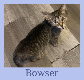 BOWSER -  Tabby Cat for Adoption in Lawton, Oklahoma - BOWSER | PetCurious