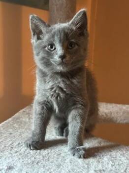 Aquamarine -  Domestic Short Hair Cat for Adoption in West Chester, Pennsylvania - Aquamarine | PetCurious