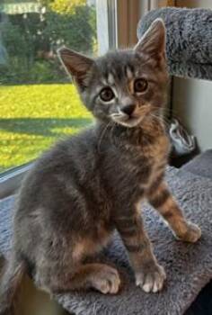 Harry -  Domestic Short Hair Cat for Adoption in Pasco, Washington - Harry | PetCurious