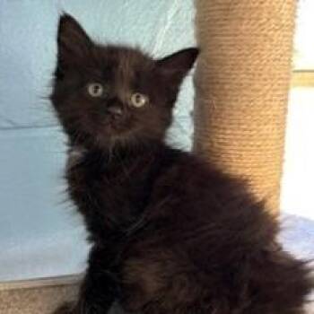 Domestic Long Hair Cats Available for Adoption in Wilmington, Delaware - Prissy | PetCurious