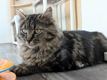Bellflower -  Domestic Medium Hair Cat for Adoption in Colorado Springs, Colorado - Bellflower | PetCurious