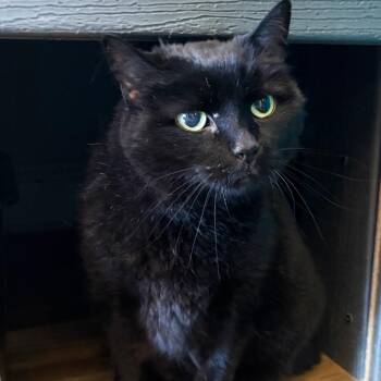 Pippin -  Domestic Short Hair Cat Available for Adoption in Asheville, North Carolina - Pippin | PetCurious