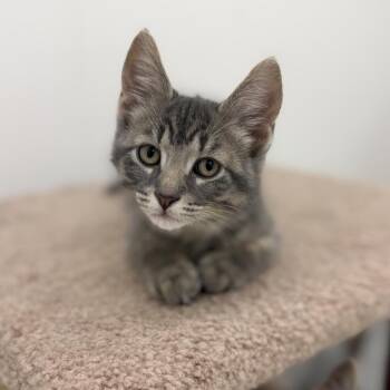 Venture (green collar) -  Domestic Short Hair Cat for Adoption in Portage, Michigan - Venture (green Collar) | PetCurious