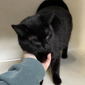 Domestic Short Hair Cats Available for Adoption - T.J. Alleycat | PetCurious