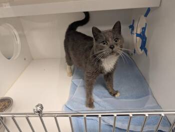 Domestic Short Hair Cats Available for Adoption - Bisco Queen | PetCurious