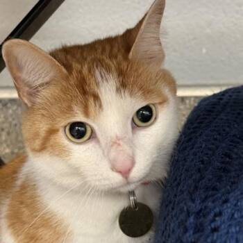 Domestic Short Hair Cats Available for Adoption - Mark | PetCurious