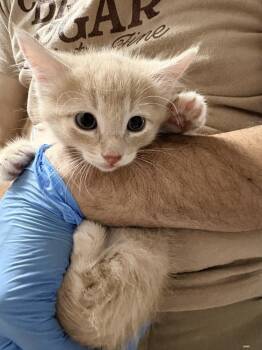 Pivot -  Domestic Short Hair Cat for Adoption in Bolivar, Missouri - Pivot | PetCurious