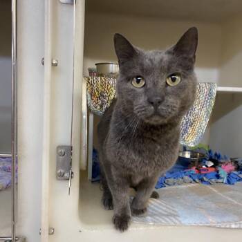 Mushroom -  Domestic Short Hair Cat Available for Adoption in Madison, Wisconsin - Mushroom | PetCurious