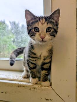 Domestic Short Hair Cats Available for Adoption in Somerset, Pennsylvania - Ichigo | PetCurious
