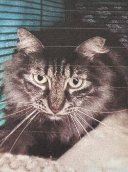 Domestic Medium Hair Cats Available for Adoption in New Windsor, New York - Puff | PetCurious