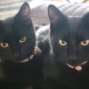 Domestic Short Hair Cats Available for Adoption in Lakeland, Florida - Bagheera | PetCurious