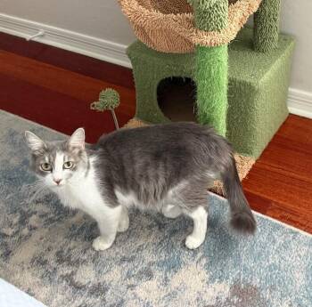 Fluffers -  Domestic Short Hair Cat for Adoption in Anthem, Arizona - Fluffers | PetCurious