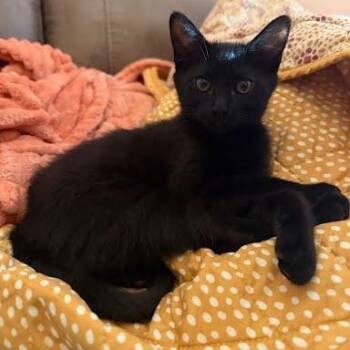 Boo -  Domestic Short Hair Cat for Adoption in Sacramento, California - Boo | PetCurious