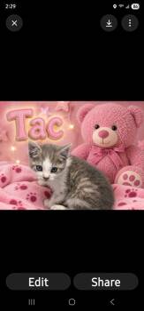 Domestic Short Hair Cats Available for Adoption in Washington Court House, Ohio - Tac | PetCurious