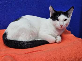 Damascus -  Domestic Short Hair Cat for Adoption in Dunkirk, New York - Damascus | PetCurious