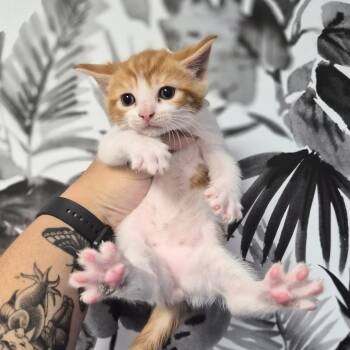Pumpkin -  Domestic Short Hair Cat for Adoption in Wahiawa, Hawaii - Pumpkin | PetCurious