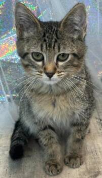 Rescue Domestic Short Hair Cats for Adoption in Shreveport, Louisiana - Lambo | PetCurious