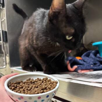 Miss Anne Baker (formerly Anne Bonny) -  Domestic Short Hair Cat for Adoption in Webster, Texas - Miss Anne Baker (formerly Anne Bonny) | PetCurious