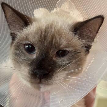Mulan -  Domestic Short Hair Cat for Adoption in Leander, Texas - Mulan | PetCurious