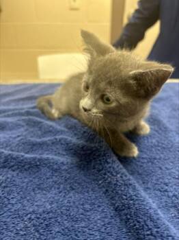 Jewel -  Domestic Short Hair Cat for Adoption in Westland, Michigan - Jewel | PetCurious
