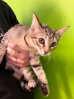 KIT KAT -  Domestic Short Hair Cat for Adoption in Delson, Quebec - KIT KAT | PetCurious