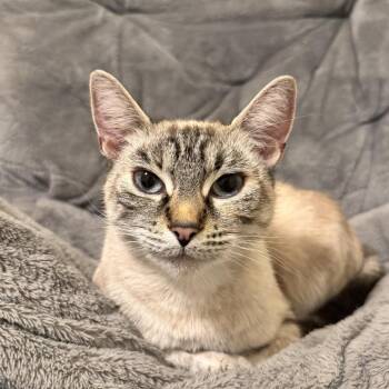 Tootsie -  Domestic Short Hair Cat for Adoption in Victoria, British Columbia - Tootsie | PetCurious