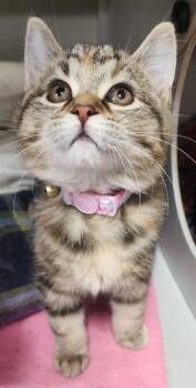 Rescue Domestic Short Hair Cats for Adoption in Dayton, Minnesota - Cranberry Sauce | PetCurious