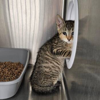 Radish -  Domestic Short Hair Cat for Adoption in Oneonta, New York - Radish | PetCurious