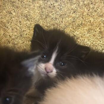 Pep -  Domestic Short Hair Cat for Adoption in Philadelphia, Pennsylvania - Pep | PetCurious
