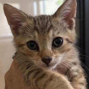 Dusty -  Domestic Short Hair Cat for Adoption in NEW PT RICHEY, Florida - Dusty | PetCurious